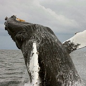 Song for the Whales